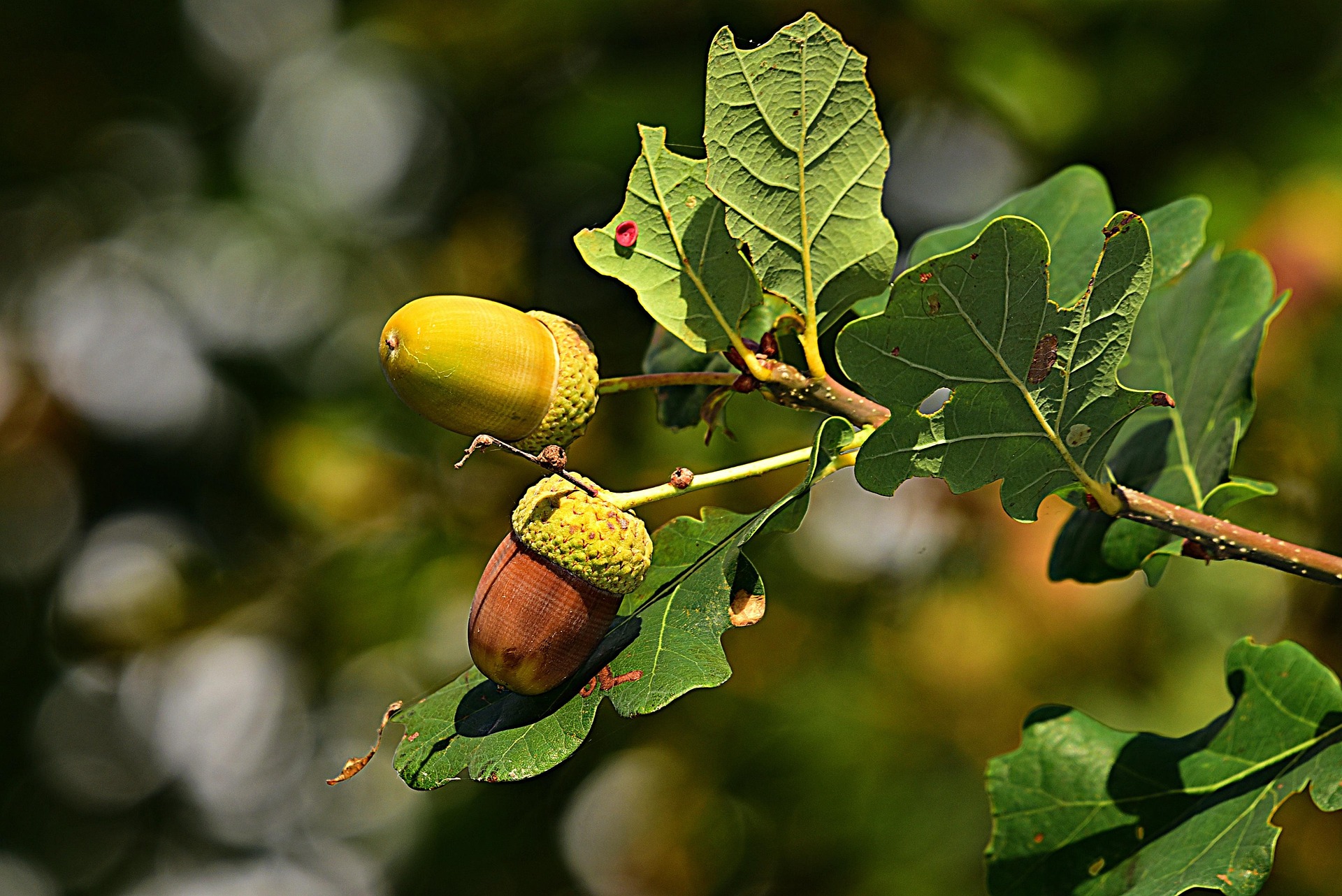 mabelamber-acorn-3694485_1920
